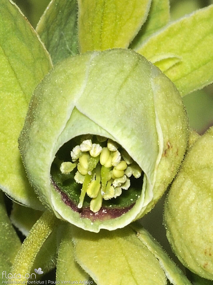 Helleborus foetidus - Flor (close-up) | Paulo Ventura Araújo; CC BY-NC 4.0