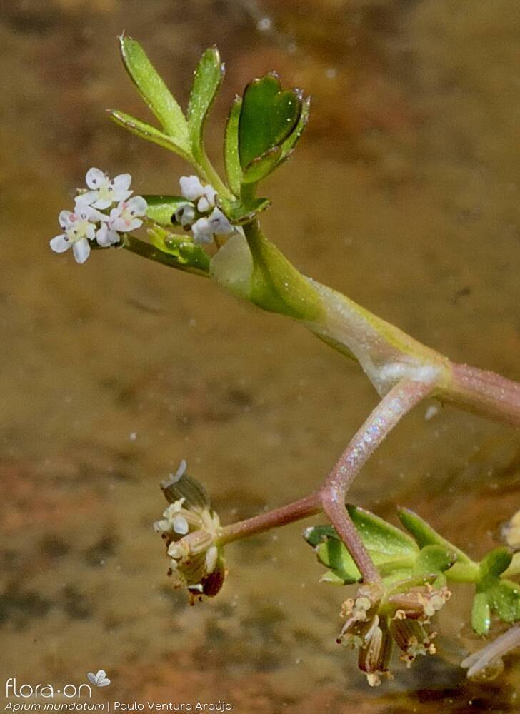 Helosciadium inundatum