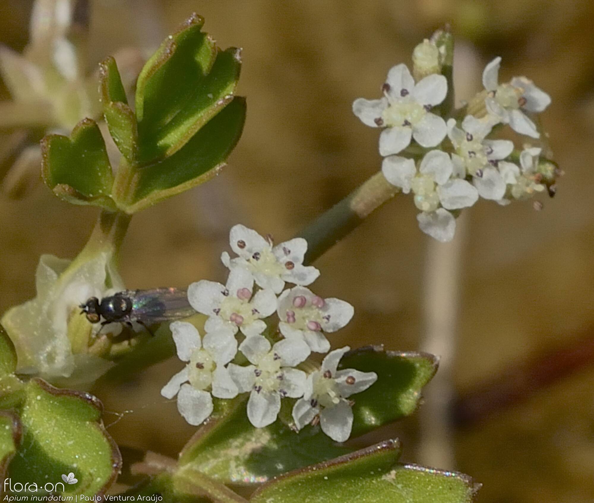 Helosciadium inundatum - Flor (close-up) | Paulo Ventura Araújo; CC BY-NC 4.0