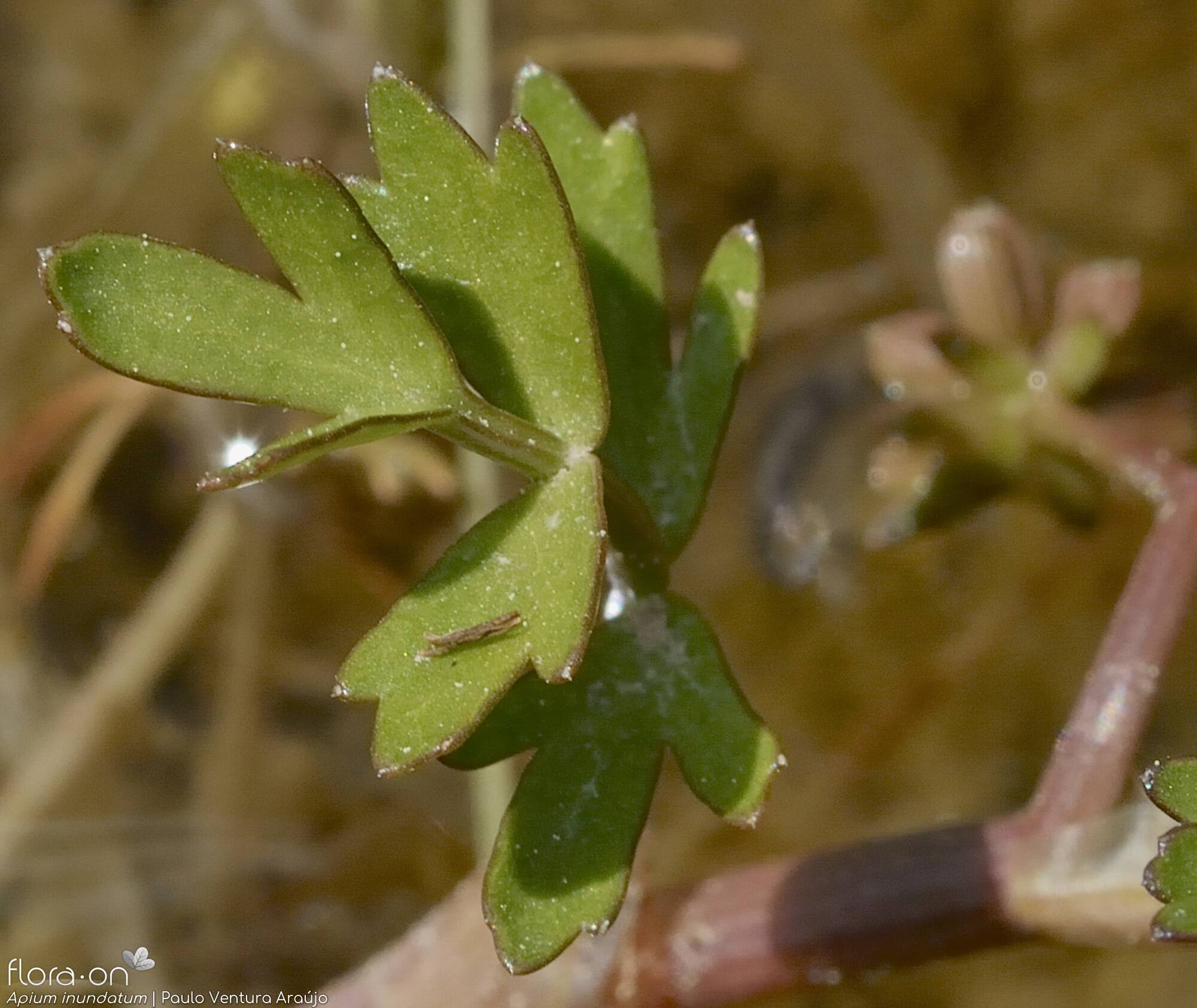 Helosciadium inundatum - Folha | Paulo Ventura Araújo; CC BY-NC 4.0