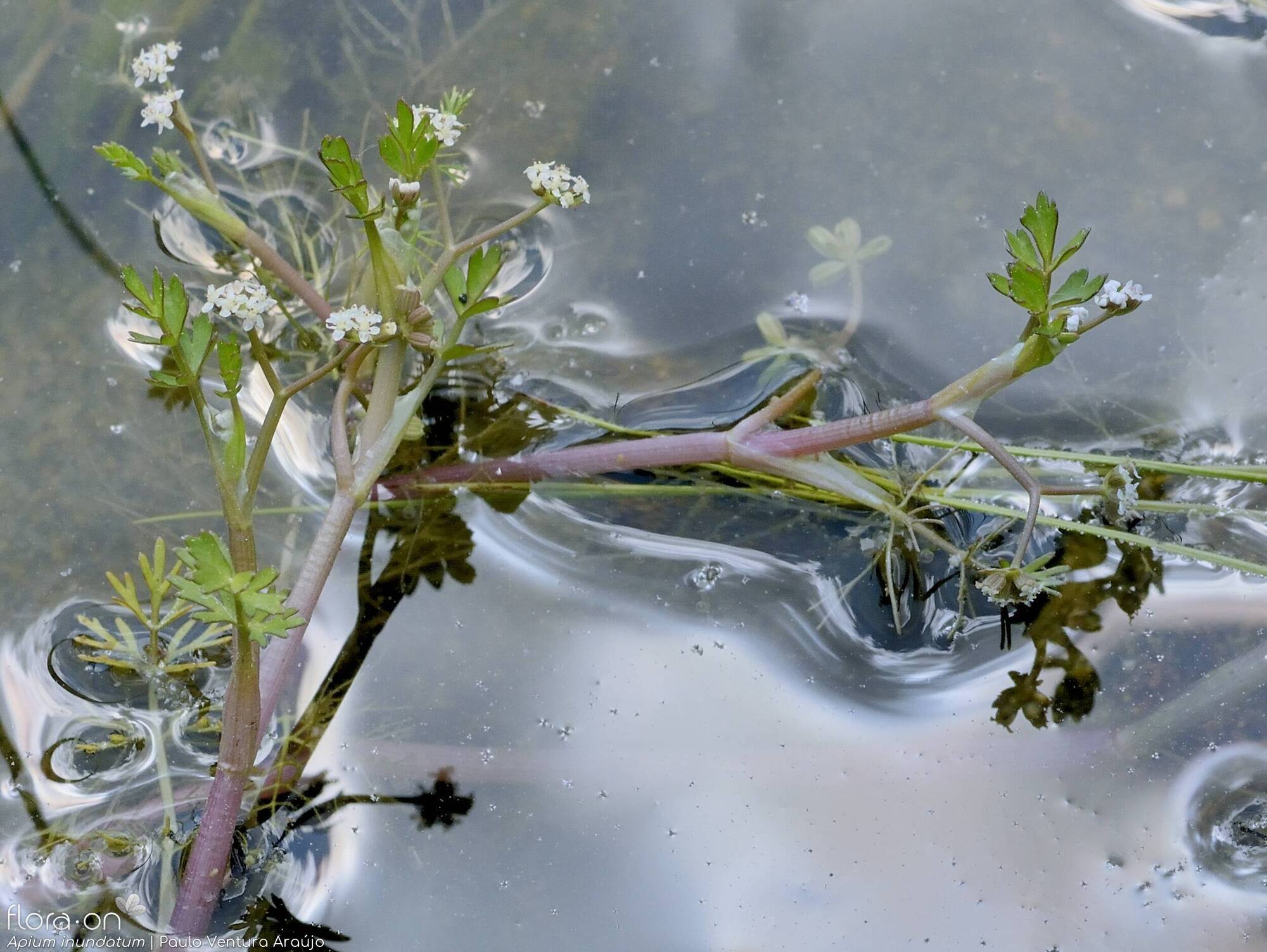 Helosciadium inundatum - Hábito | Paulo Ventura Araújo; CC BY-NC 4.0