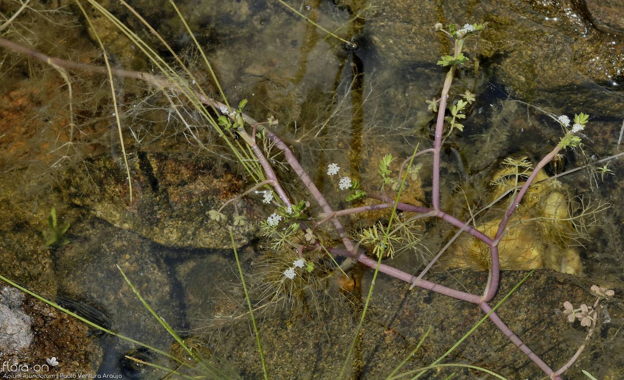 Helosciadium inundatum - Hábito | Paulo Ventura Araújo; CC BY-NC 4.0