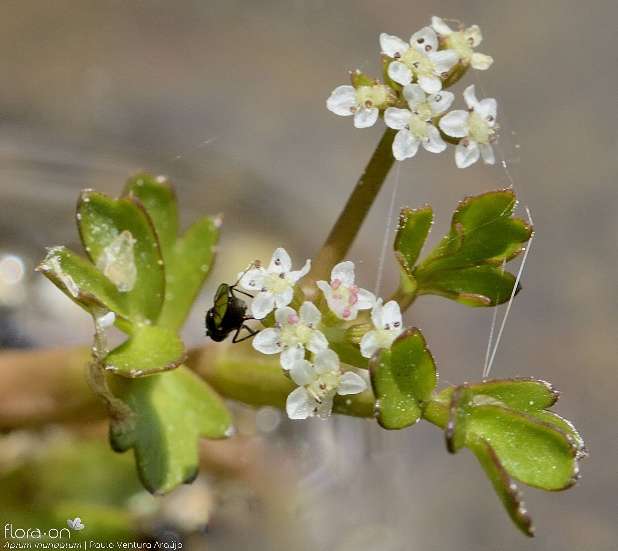 Helosciadium inundatum - Flor (geral) | Paulo Ventura Araújo; CC BY-NC 4.0