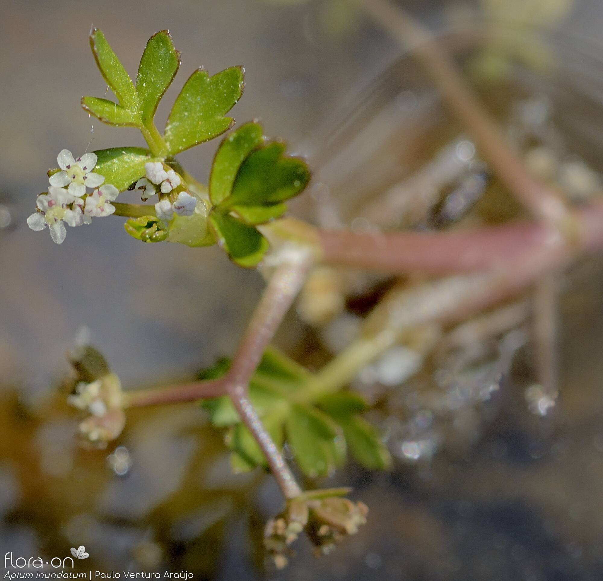 Helosciadium inundatum - Flor (geral) | Paulo Ventura Araújo; CC BY-NC 4.0