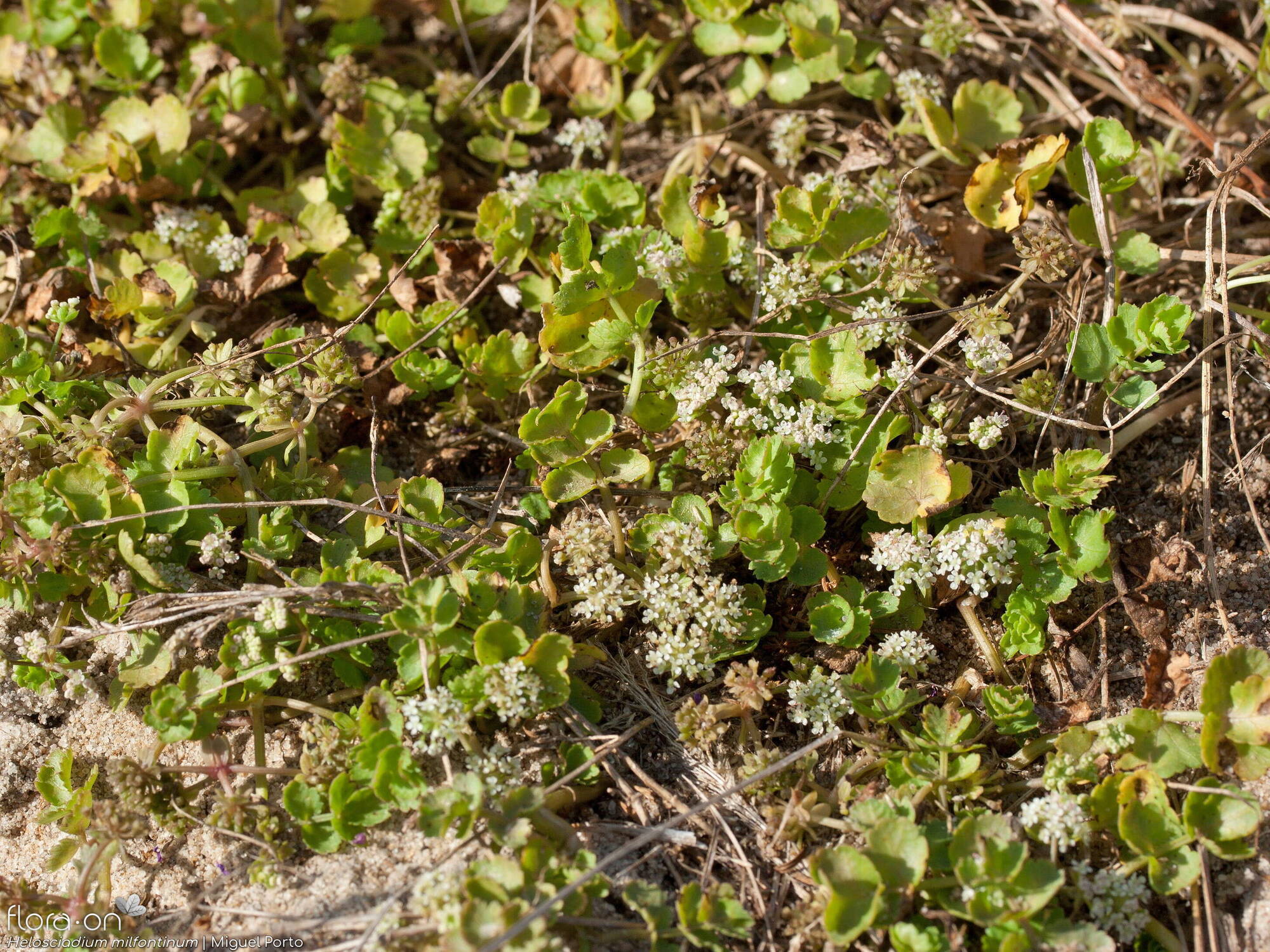 Helosciadium milfontinum - Hábito | Miguel Porto; CC BY-NC 4.0