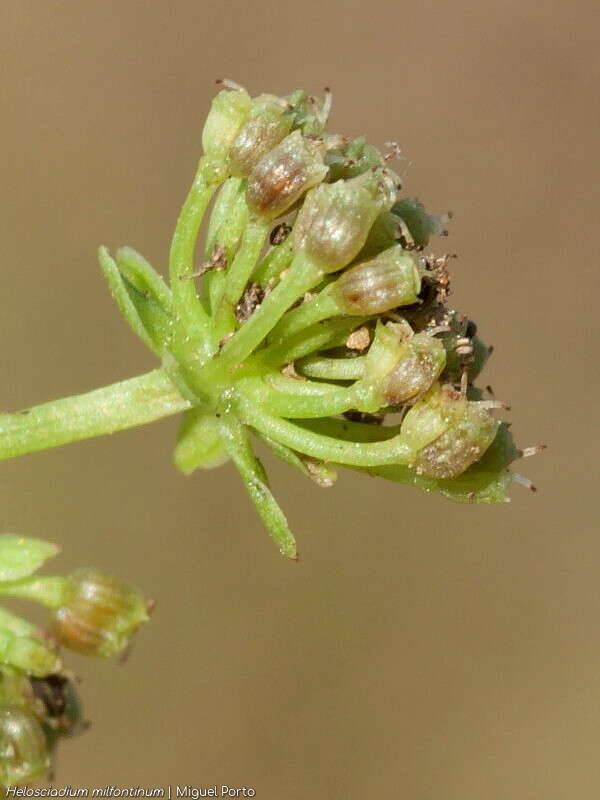Helosciadium milfontinum - Fruto | Miguel Porto; CC BY-NC 4.0