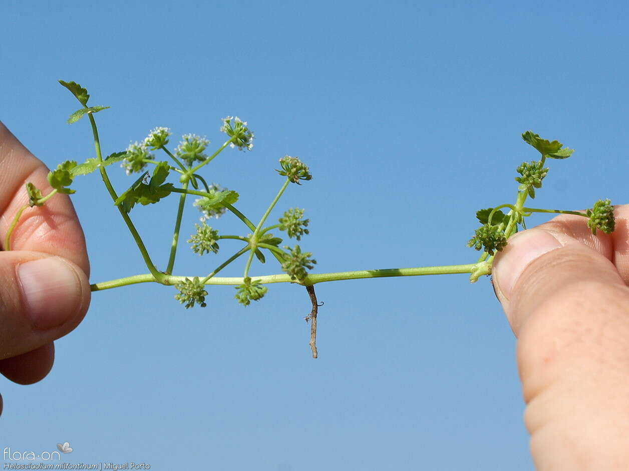 Helosciadium milfontinum - Hábito | Miguel Porto; CC BY-NC 4.0