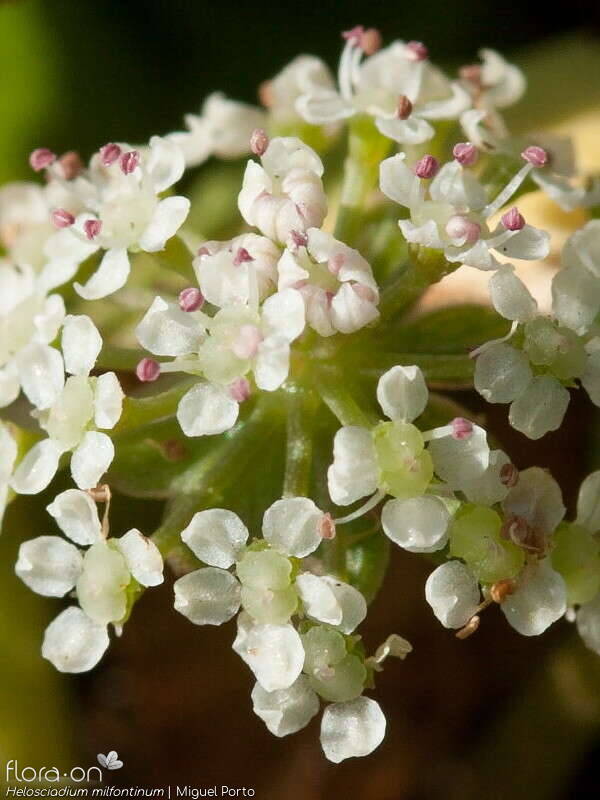 Helosciadium milfontinum - Flor (close-up) | Miguel Porto; CC BY-NC 4.0