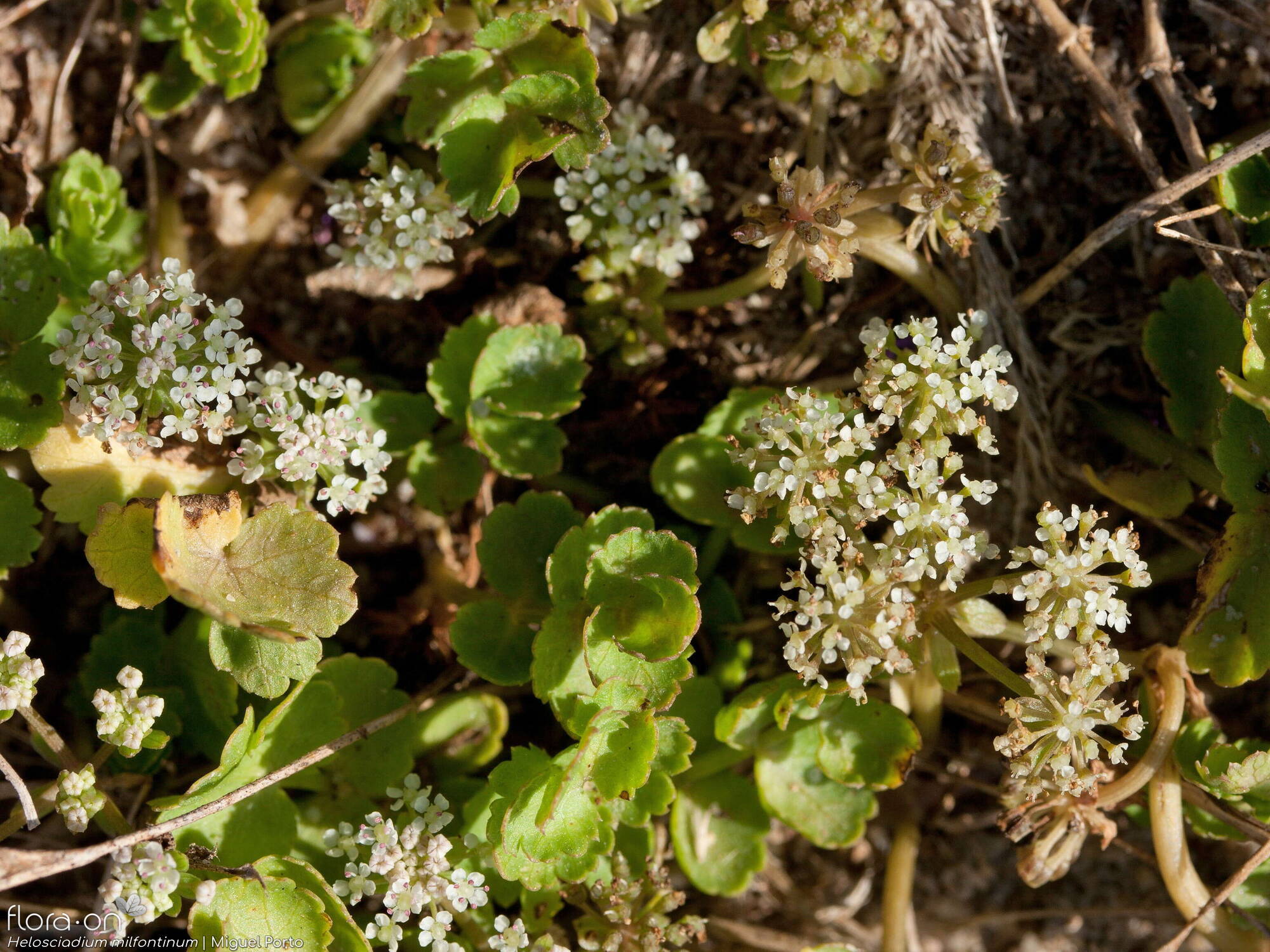 Helosciadium milfontinum - Flor (geral) | Miguel Porto; CC BY-NC 4.0