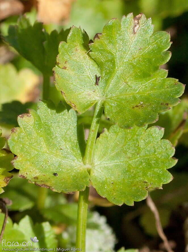 Helosciadium milfontinum - Folha | Miguel Porto; CC BY-NC 4.0
