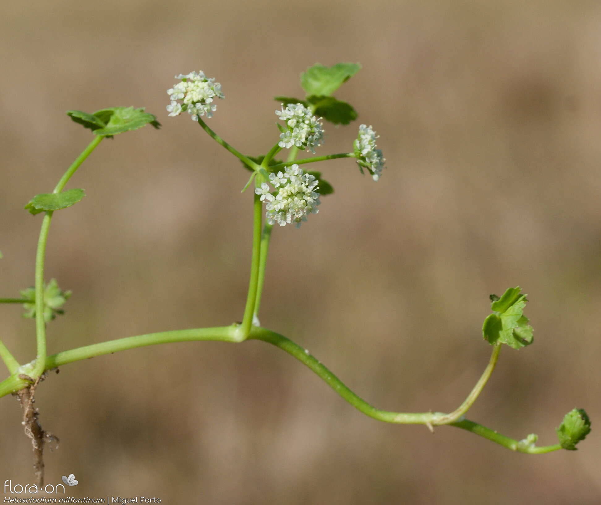 Helosciadium milfontinum - Flor (geral) | Miguel Porto; CC BY-NC 4.0
