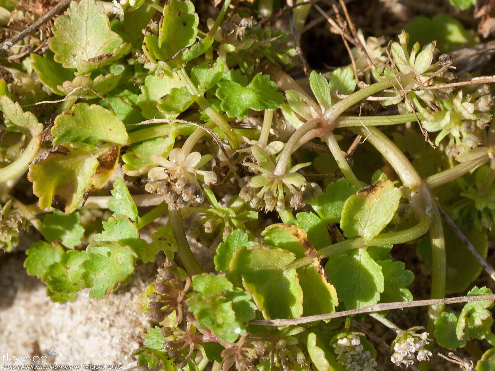Helosciadium milfontinum - Folha (geral) | Miguel Porto; CC BY-NC 4.0