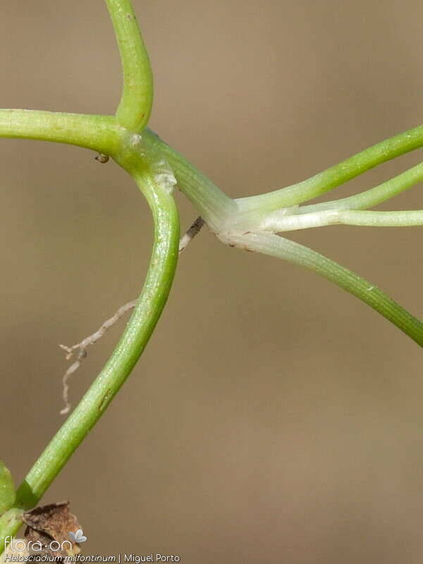 Helosciadium milfontinum - Folha | Miguel Porto; CC BY-NC 4.0