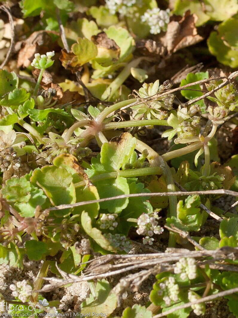 Helosciadium milfontinum - Hábito | Miguel Porto; CC BY-NC 4.0