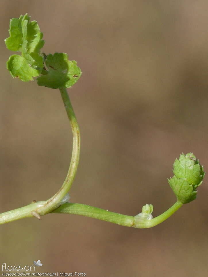 Helosciadium milfontinum - Folha | Miguel Porto; CC BY-NC 4.0