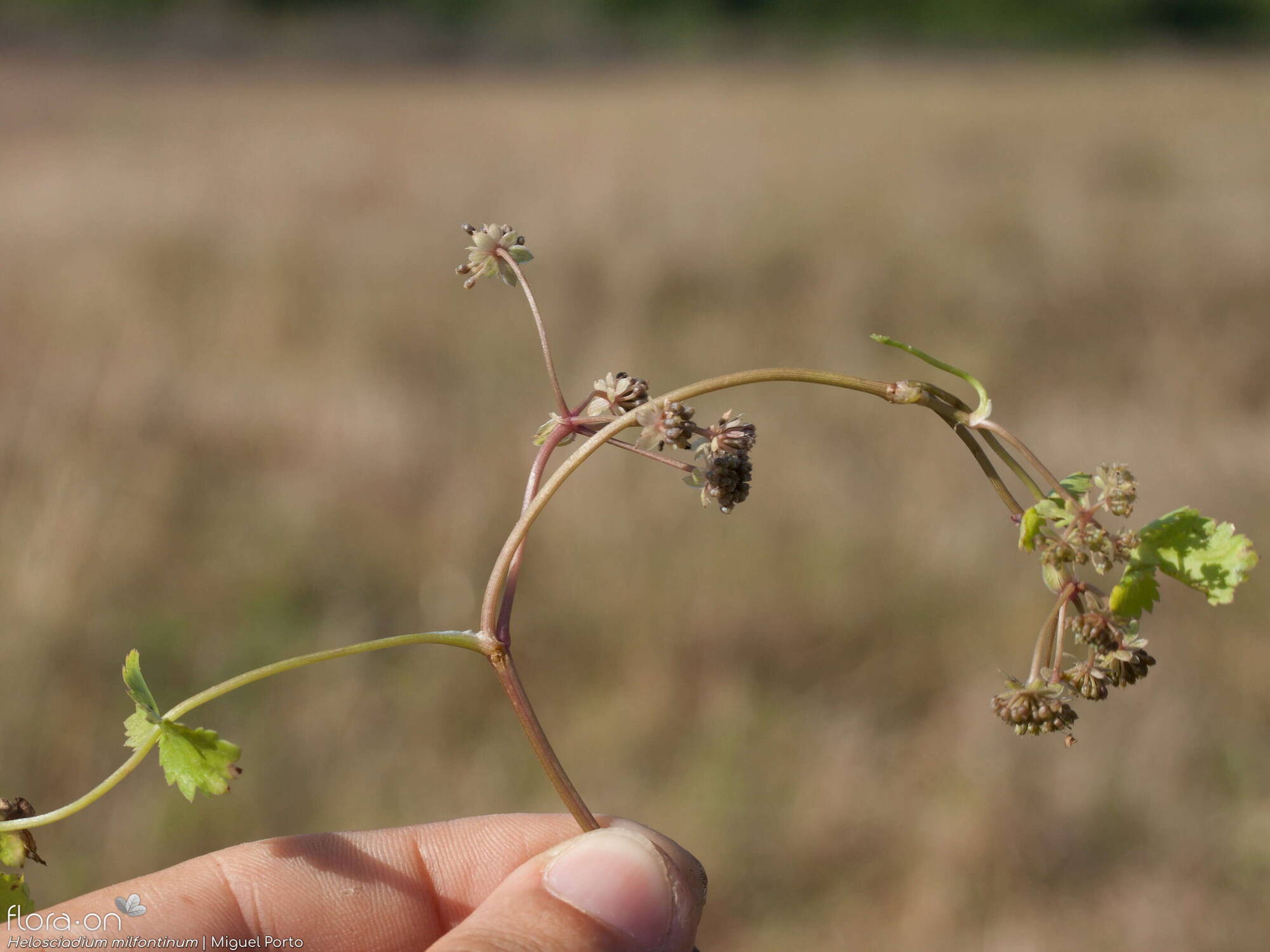 Helosciadium milfontinum - Fruto | Miguel Porto; CC BY-NC 4.0