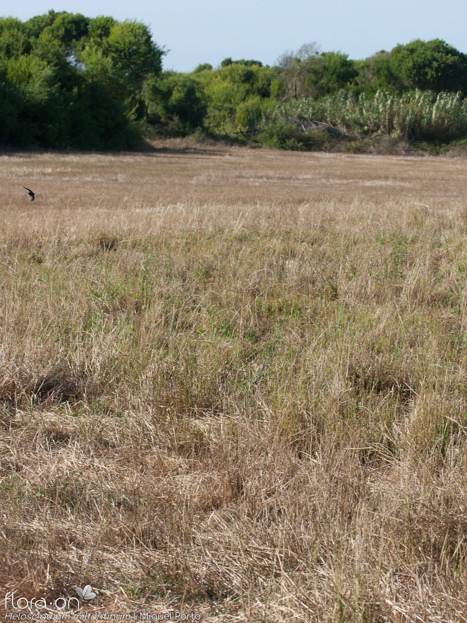 Helosciadium milfontinum - Habitat | Miguel Porto; CC BY-NC 4.0