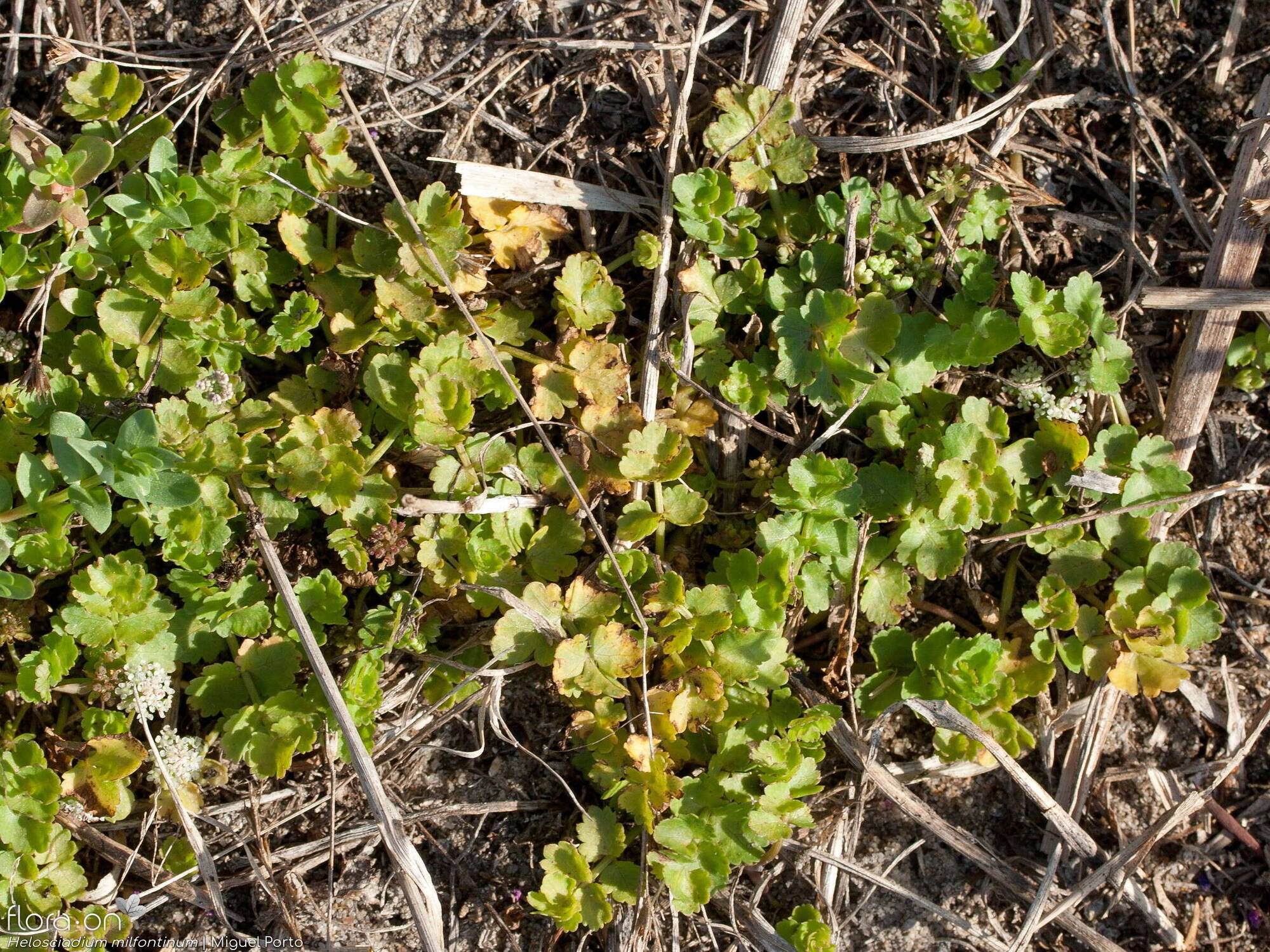 Helosciadium milfontinum - Hábito | Miguel Porto; CC BY-NC 4.0