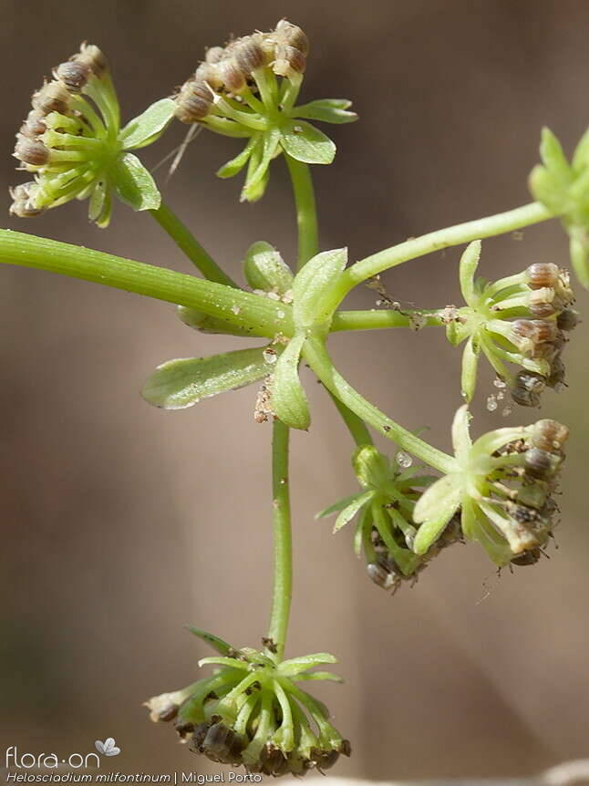 Helosciadium milfontinum - Fruto | Miguel Porto; CC BY-NC 4.0