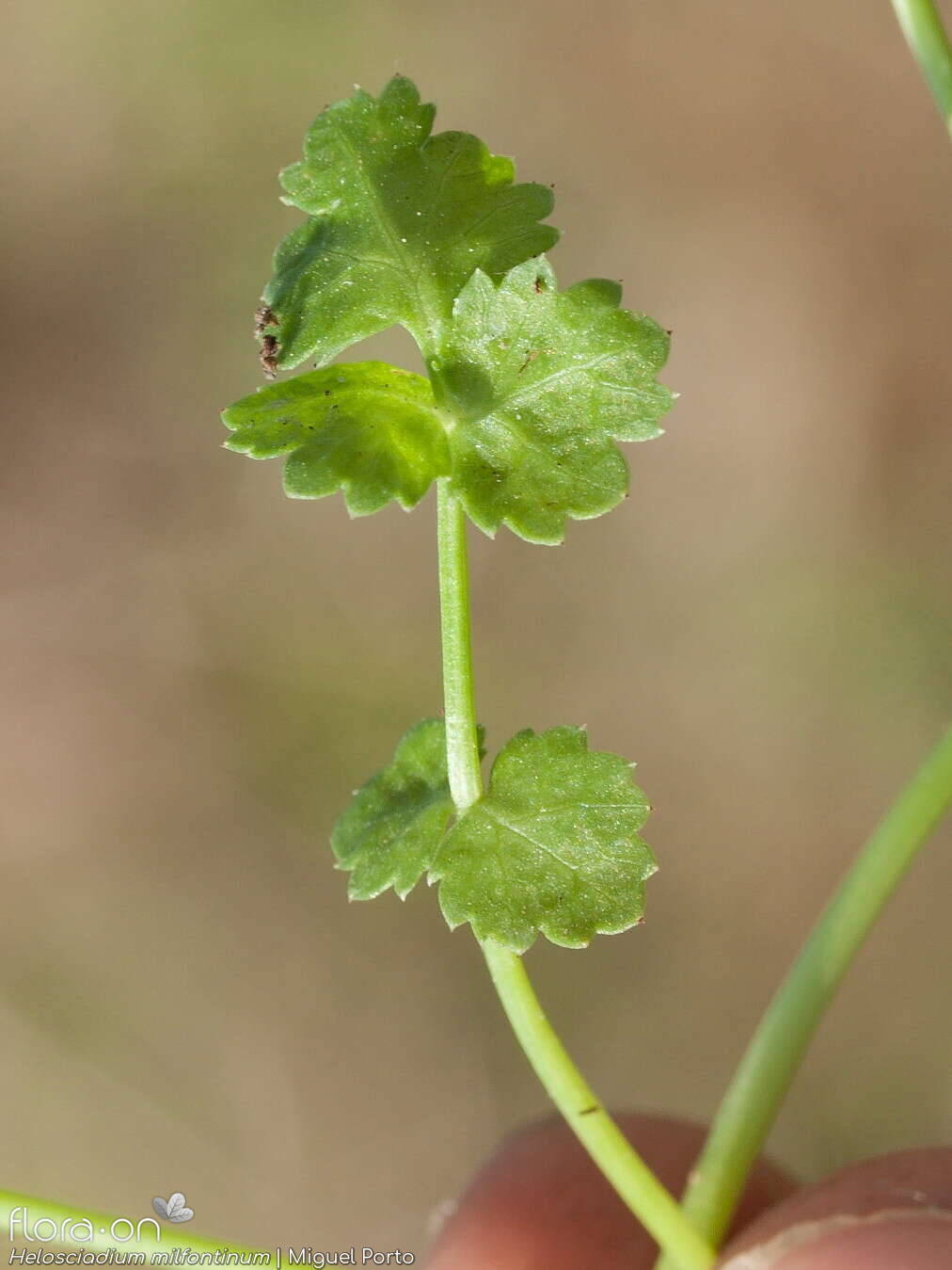Helosciadium milfontinum - Folha | Miguel Porto; CC BY-NC 4.0