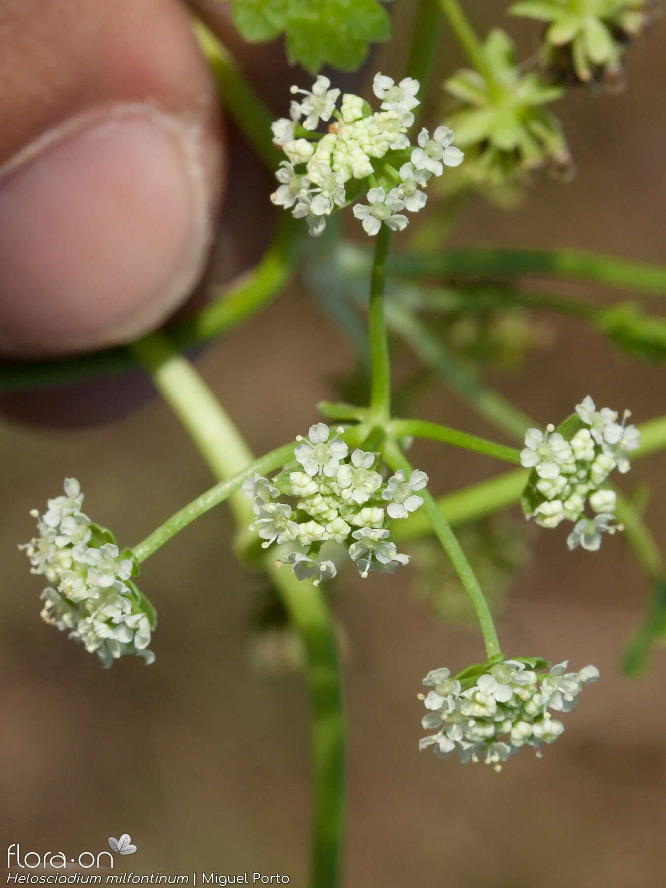 Helosciadium milfontinum - Flor (geral) | Miguel Porto; CC BY-NC 4.0