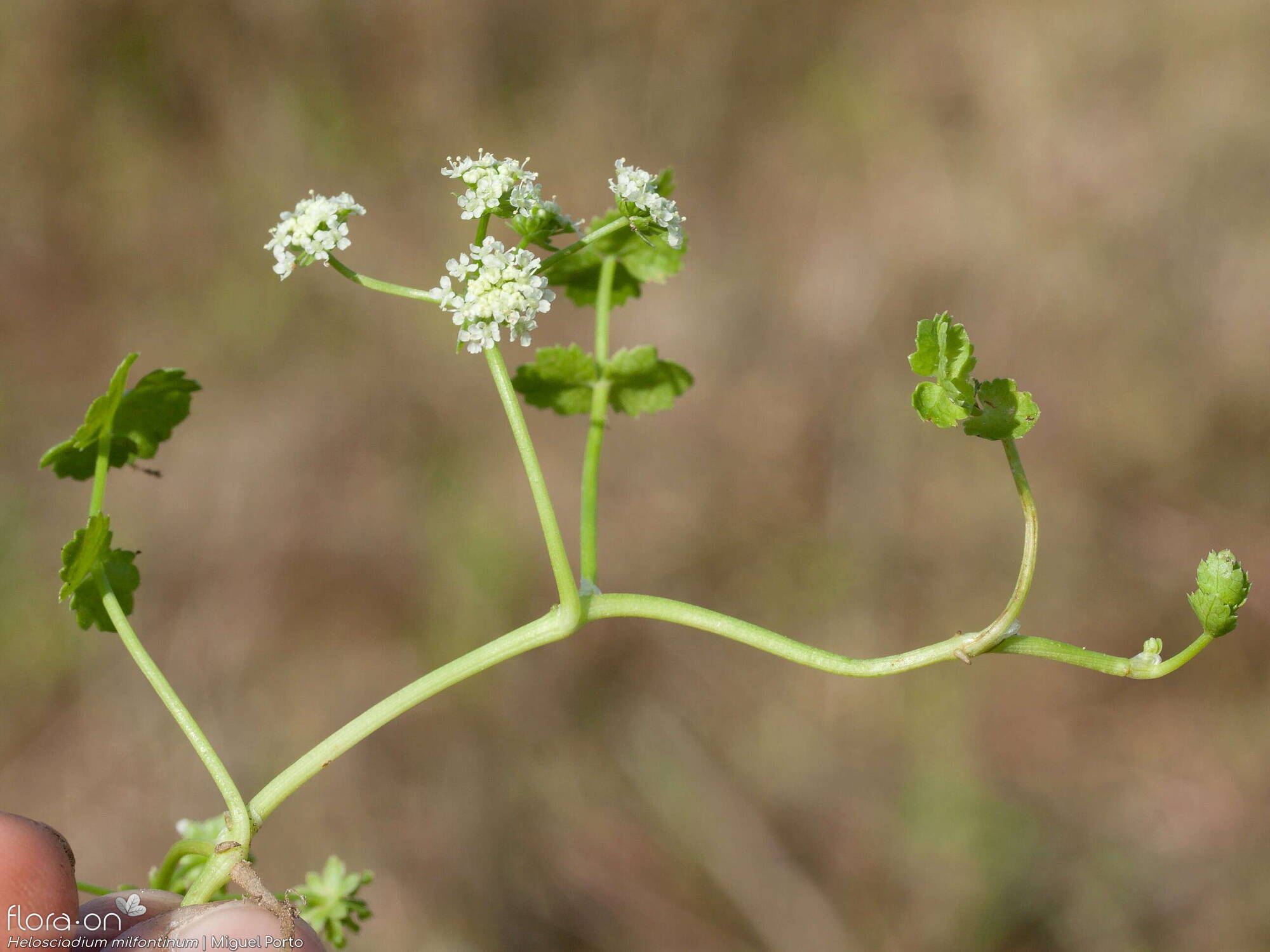 Helosciadium milfontinum - Flor (geral) | Miguel Porto; CC BY-NC 4.0