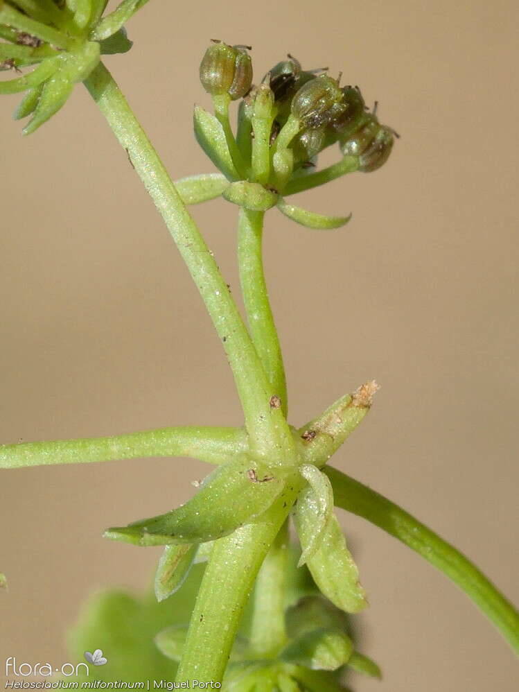 Helosciadium milfontinum - Fruto | Miguel Porto; CC BY-NC 4.0