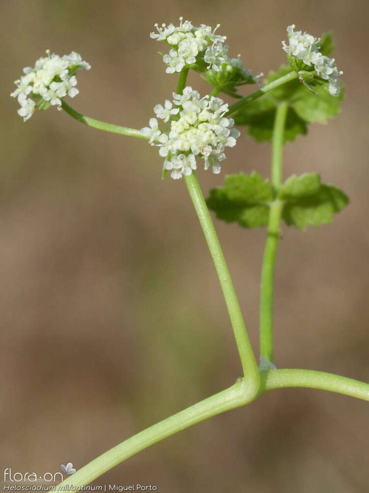 Helosciadium milfontinum