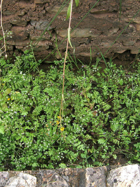 Helosciadium nodiflorum - Habitat | João Domingues Almeida; CC BY-NC 4.0