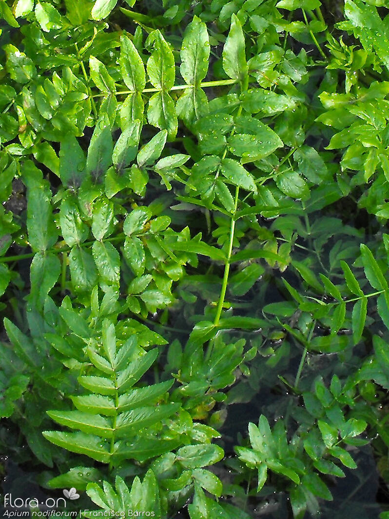 Helosciadium nodiflorum - Folha | Francisco Barros; CC BY-NC 4.0