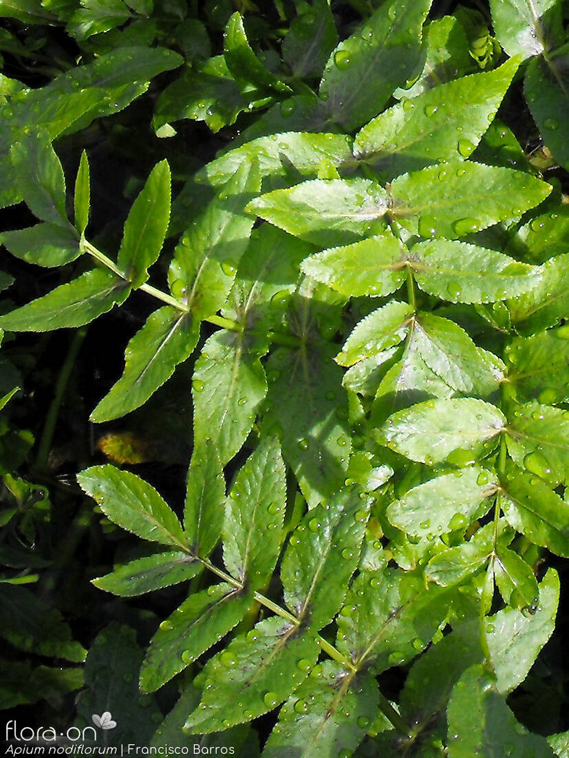 Helosciadium nodiflorum - Folha | Francisco Barros; CC BY-NC 4.0