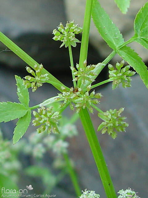 Helosciadium nodiflorum - Fruto | Carlos Aguiar; CC BY-NC 4.0