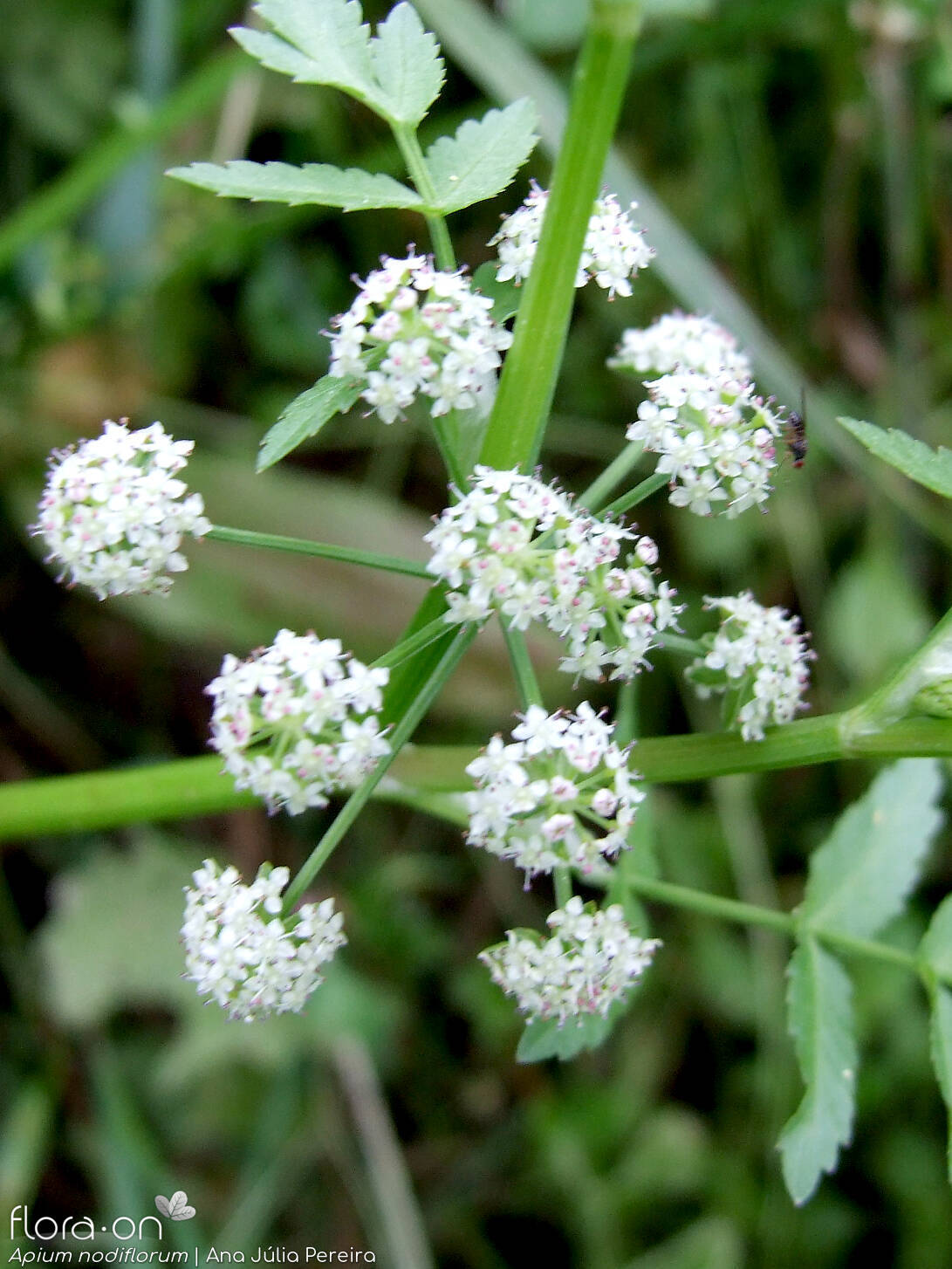 Helosciadium nodiflorum - Flor (geral) | Ana Júlia Pereira; CC BY-NC 4.0
