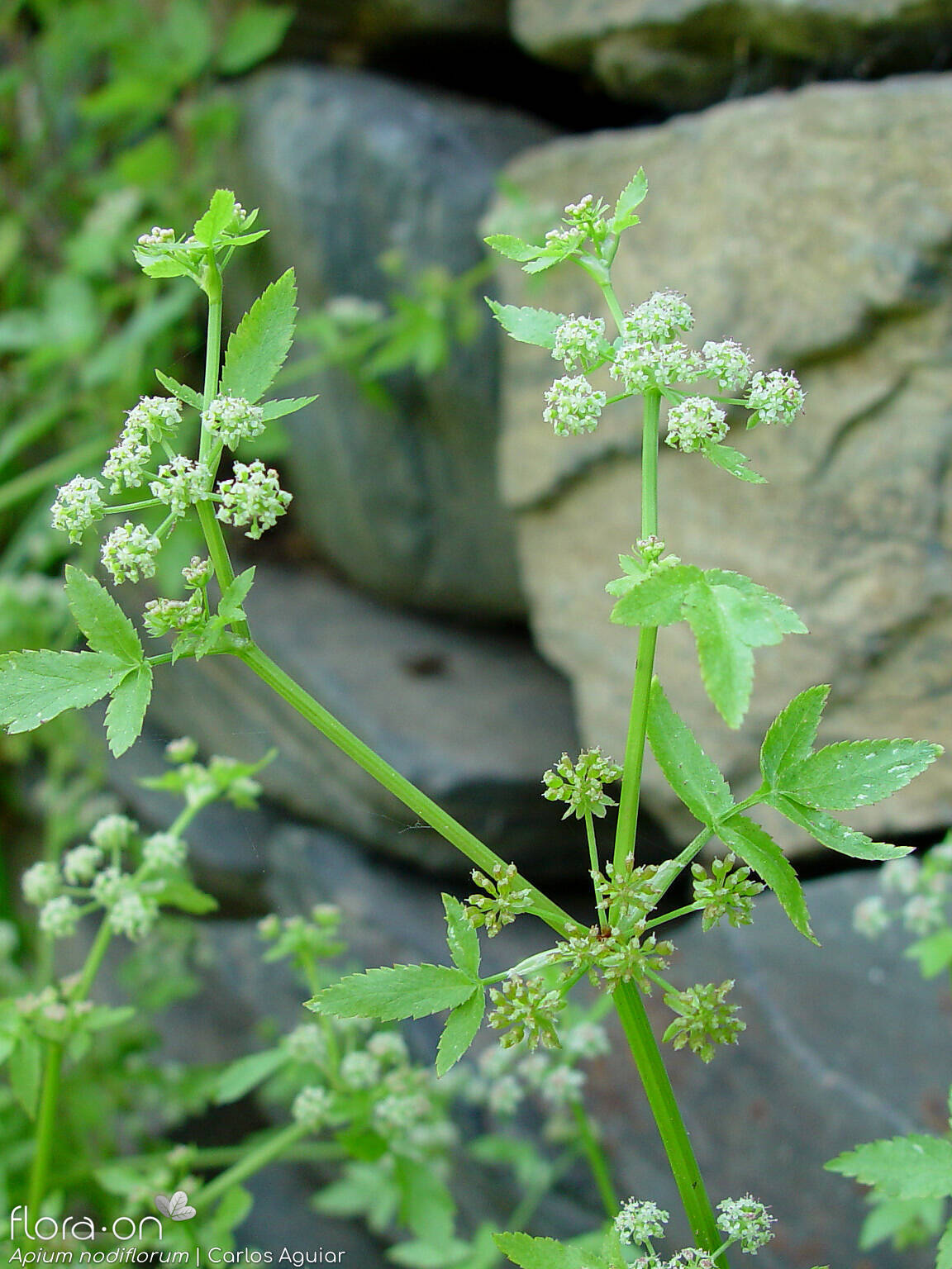 Helosciadium nodiflorum - Hábito | Carlos Aguiar; CC BY-NC 4.0