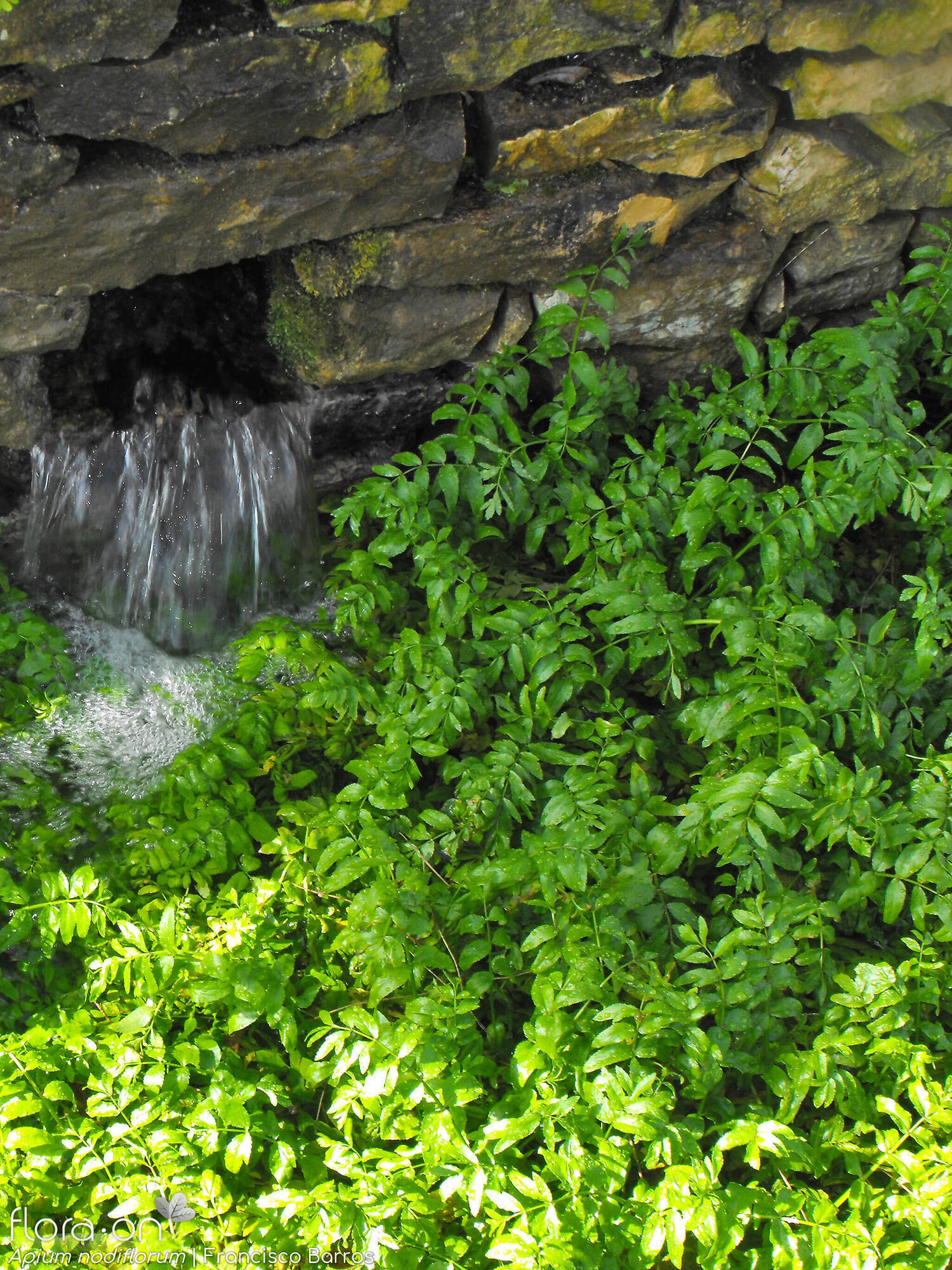 Helosciadium nodiflorum - Hábito | Francisco Barros; CC BY-NC 4.0