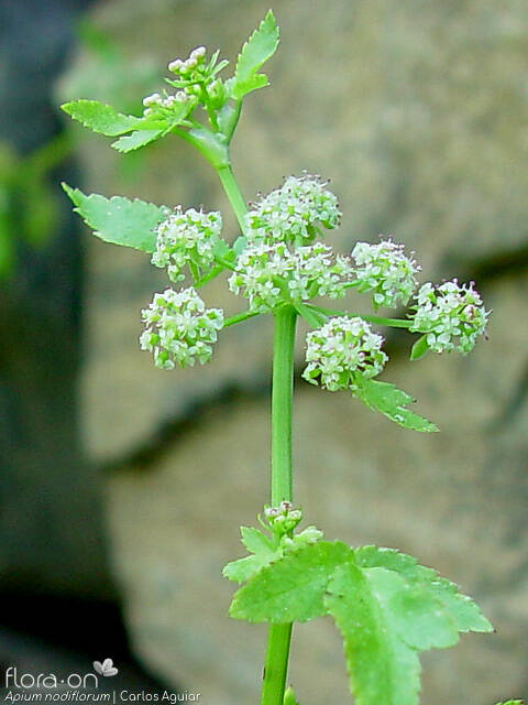 Helosciadium nodiflorum - Flor (geral) | Carlos Aguiar; CC BY-NC 4.0
