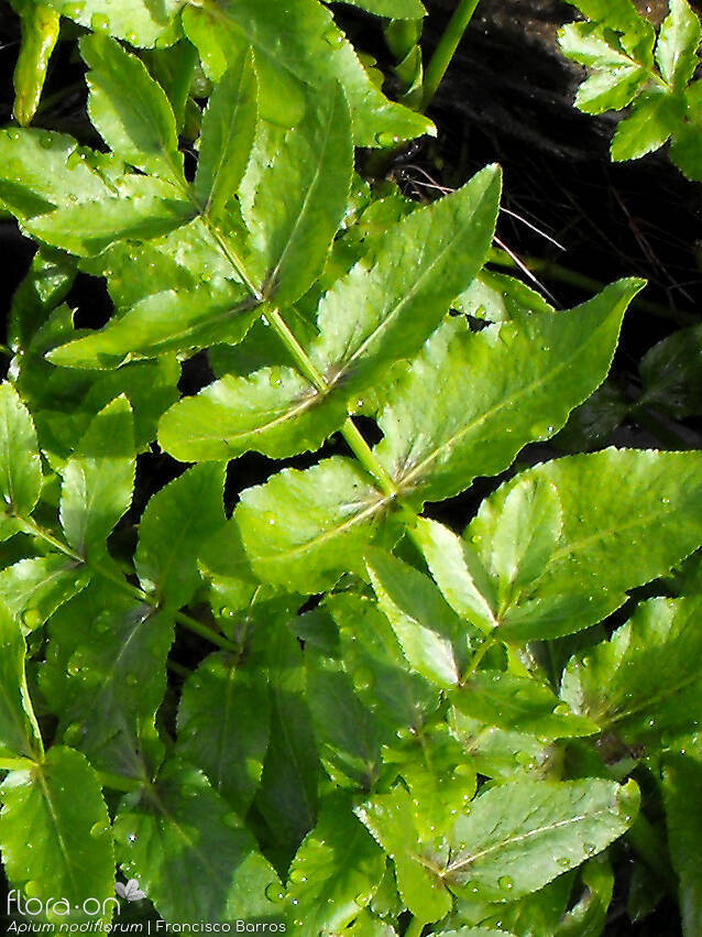 Helosciadium nodiflorum - Folha | Francisco Barros; CC BY-NC 4.0