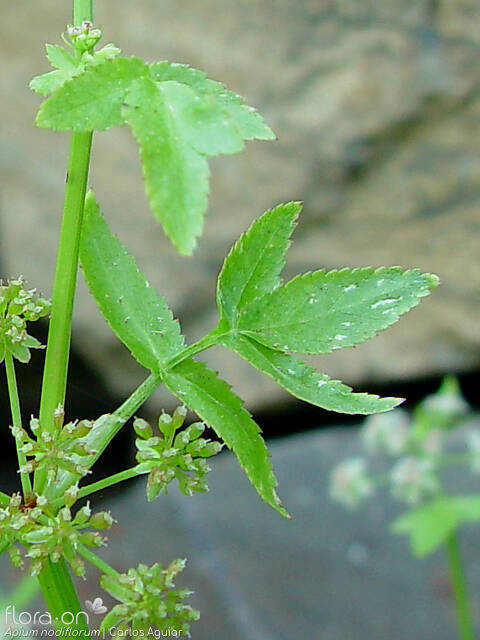 Helosciadium nodiflorum - Folha | Carlos Aguiar; CC BY-NC 4.0