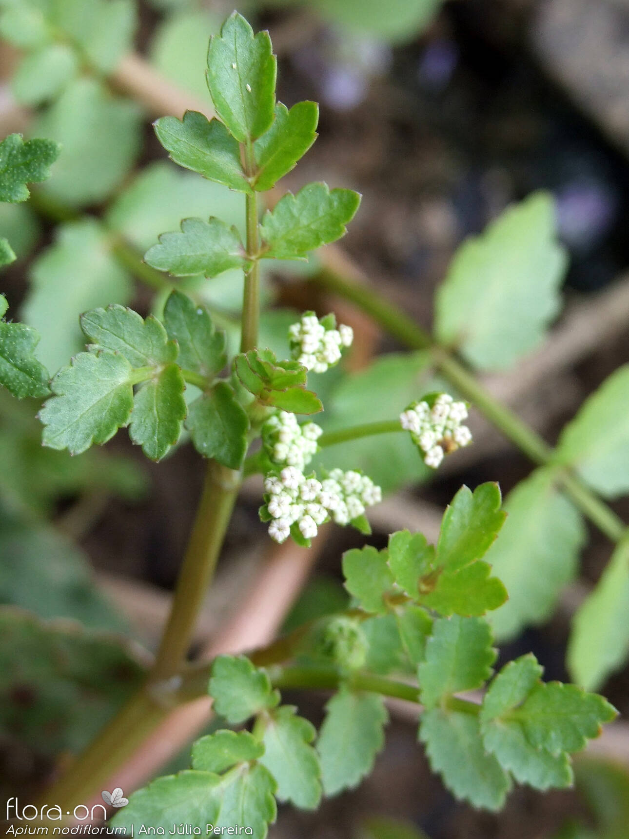 Helosciadium nodiflorum - Flor (geral) | Ana Júlia Pereira; CC BY-NC 4.0