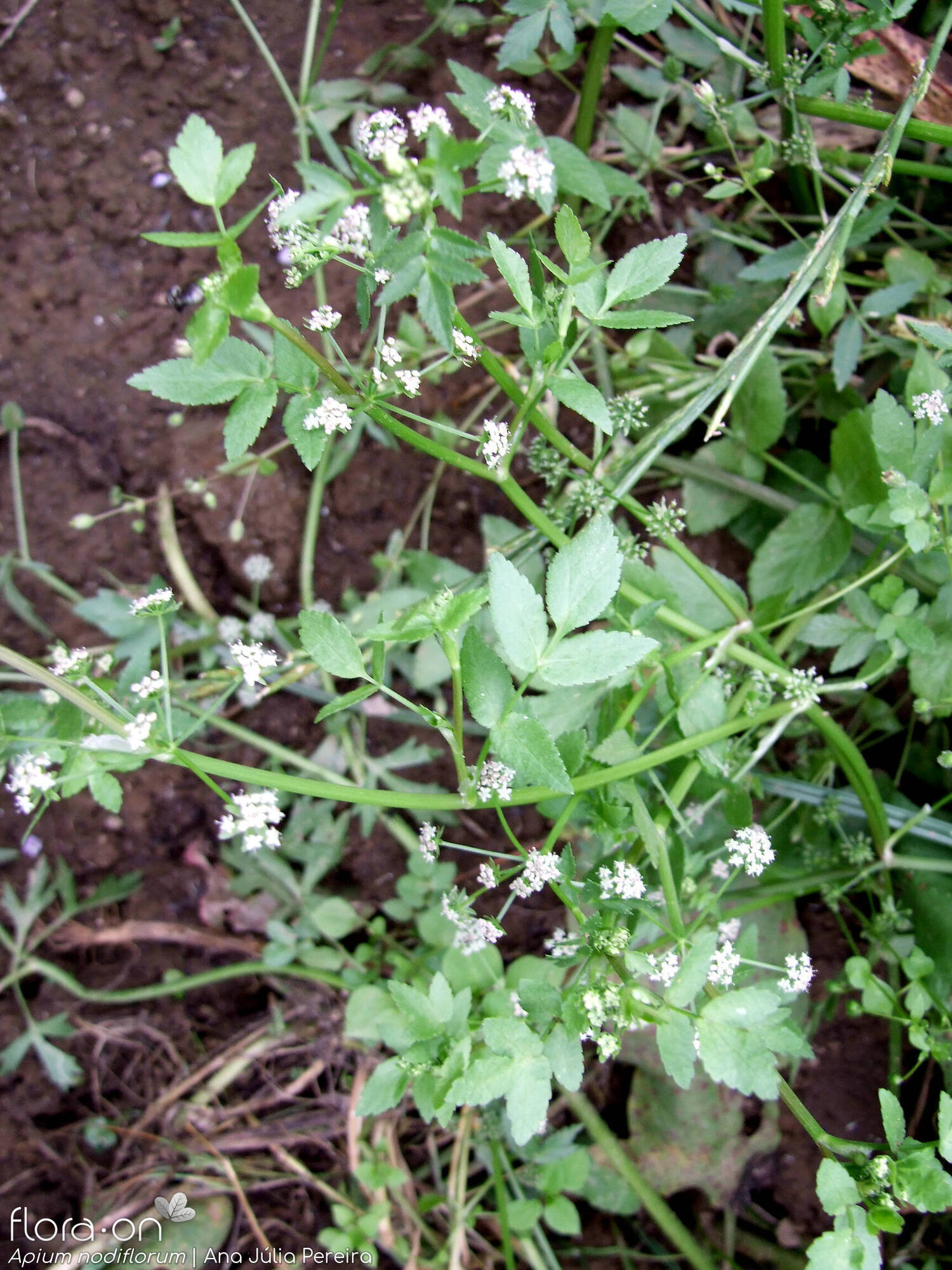 Helosciadium nodiflorum - Hábito | Ana Júlia Pereira; CC BY-NC 4.0