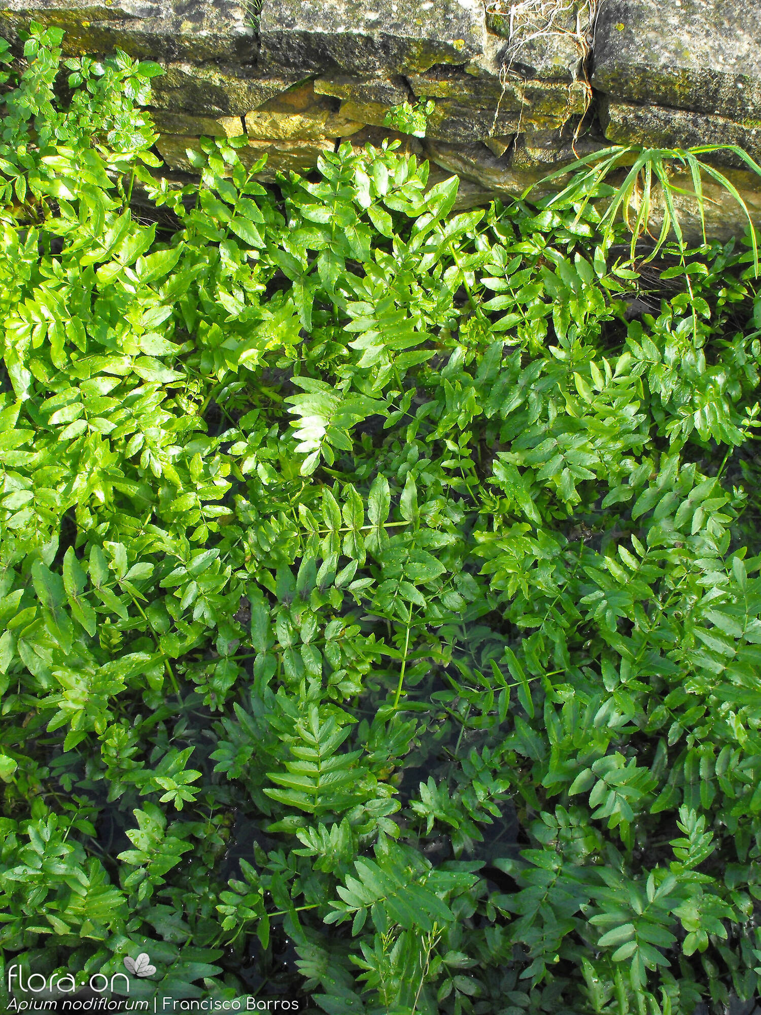 Helosciadium nodiflorum - Hábito | Francisco Barros; CC BY-NC 4.0