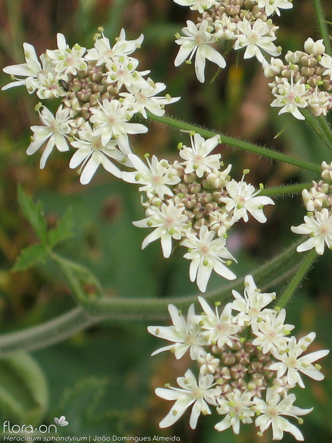 Heracleum sphondylium - Flor (close-up) | João Domingues Almeida; CC BY-NC 4.0