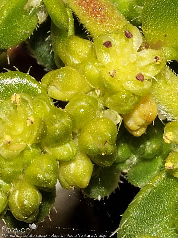 Herniaria ciliolata robusta - Flor (close-up) | Paulo Ventura Araújo; CC BY-NC 4.0