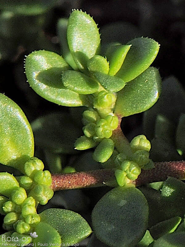 Herniaria glabra - Flor (close-up) | Paulo Ventura Araújo; CC BY-NC 4.0