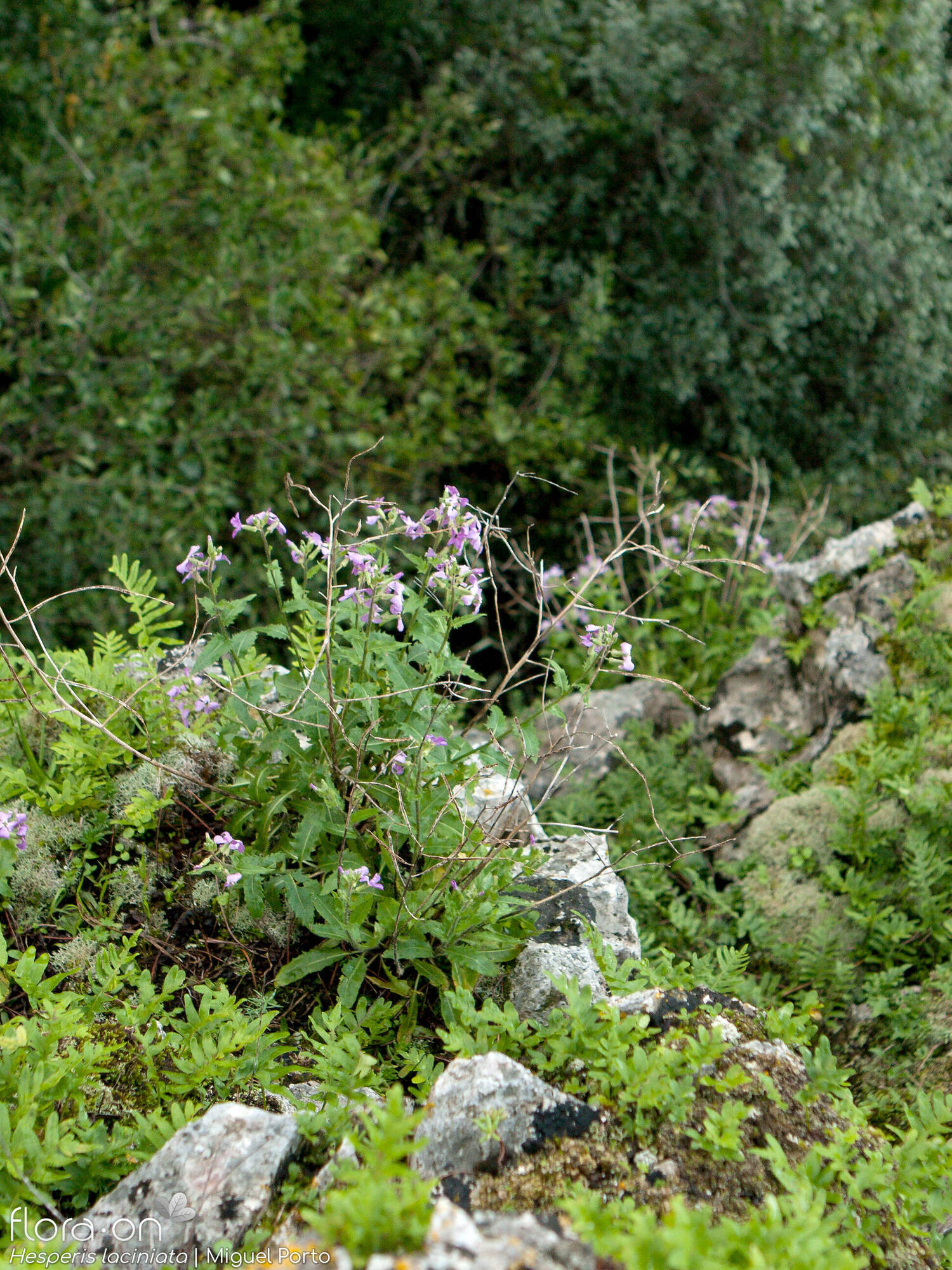 Hesperis laciniata - Habitat | Miguel Porto; CC BY-NC 4.0