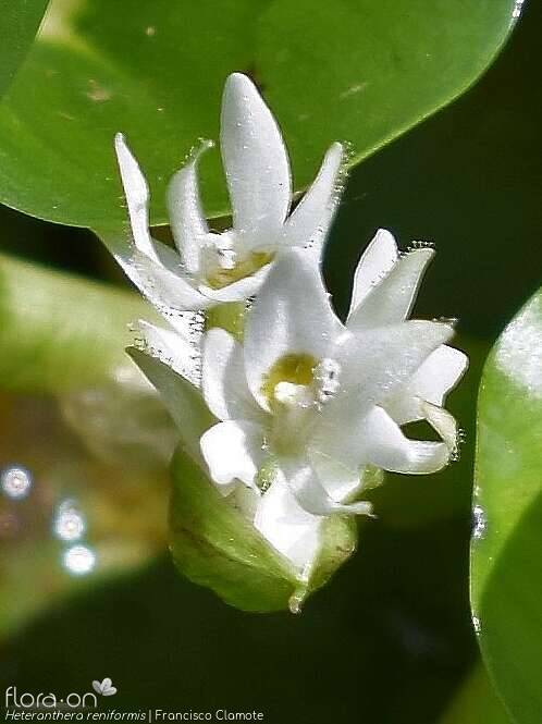 Heteranthera reniformis - Flor (close-up) | Francisco Clamote; CC BY-NC 4.0