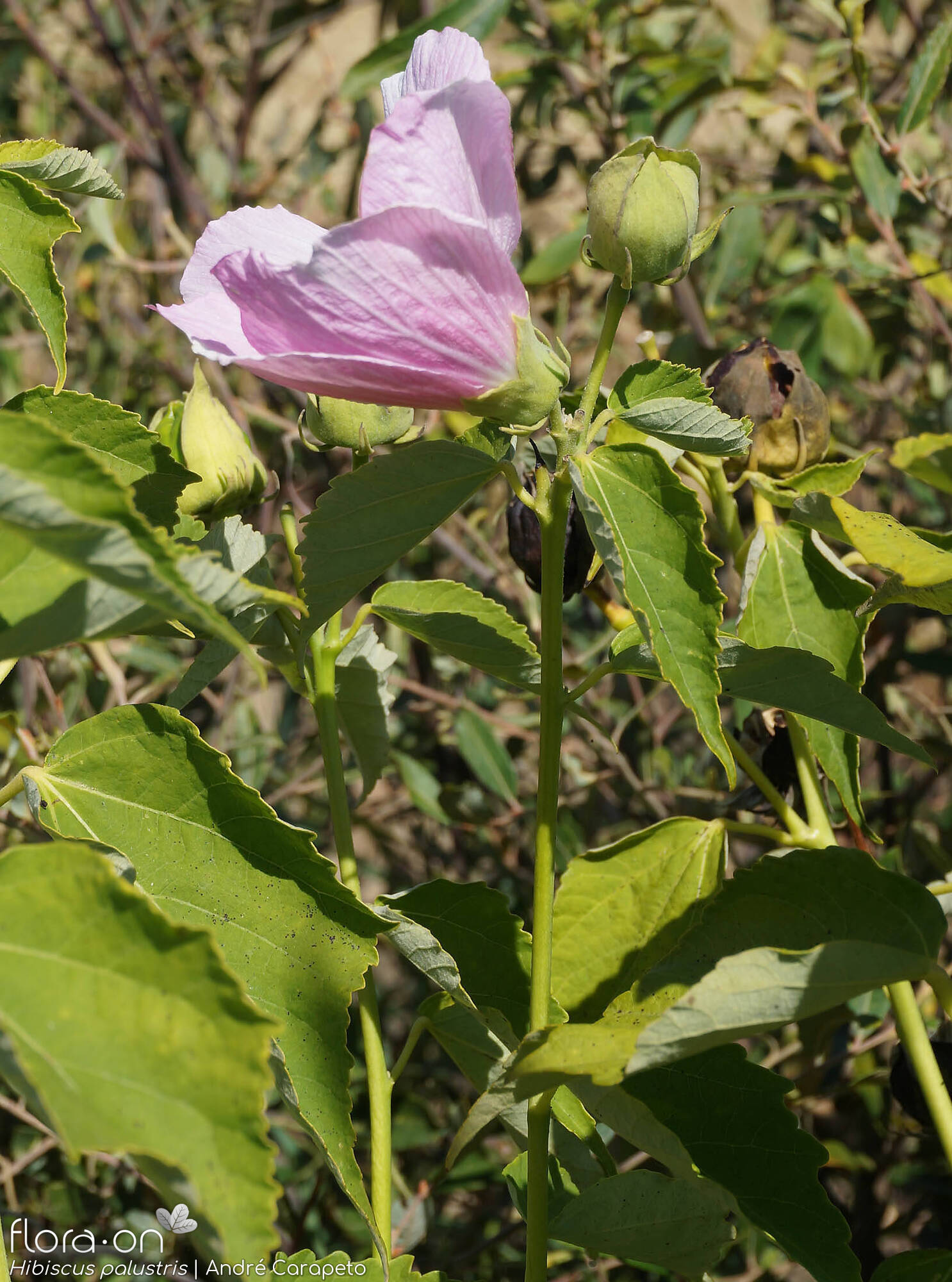 Hibiscus palustris - Flor (geral) | André Carapeto; CC BY-NC 4.0