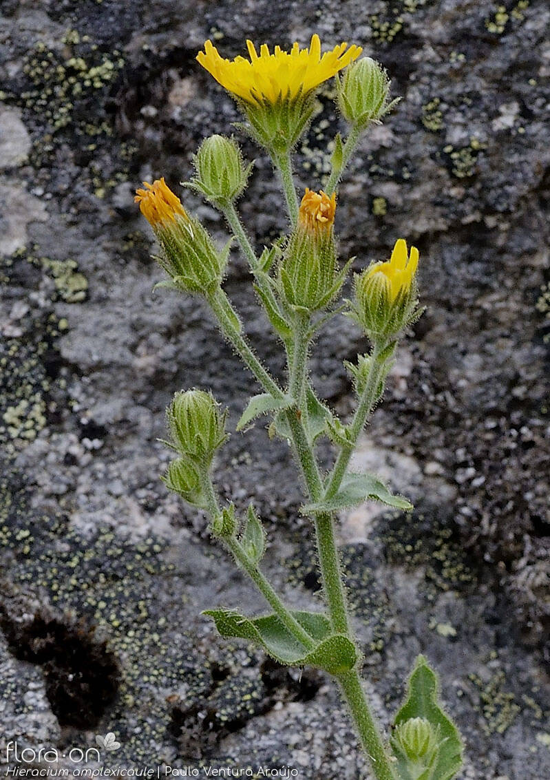 Hieracium amplexicaule - Flor (geral) | Paulo Ventura Araújo; CC BY-NC 4.0