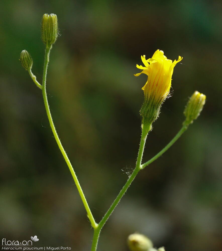 Hieracium glaucinum