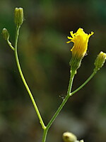 Hieracium glaucinum